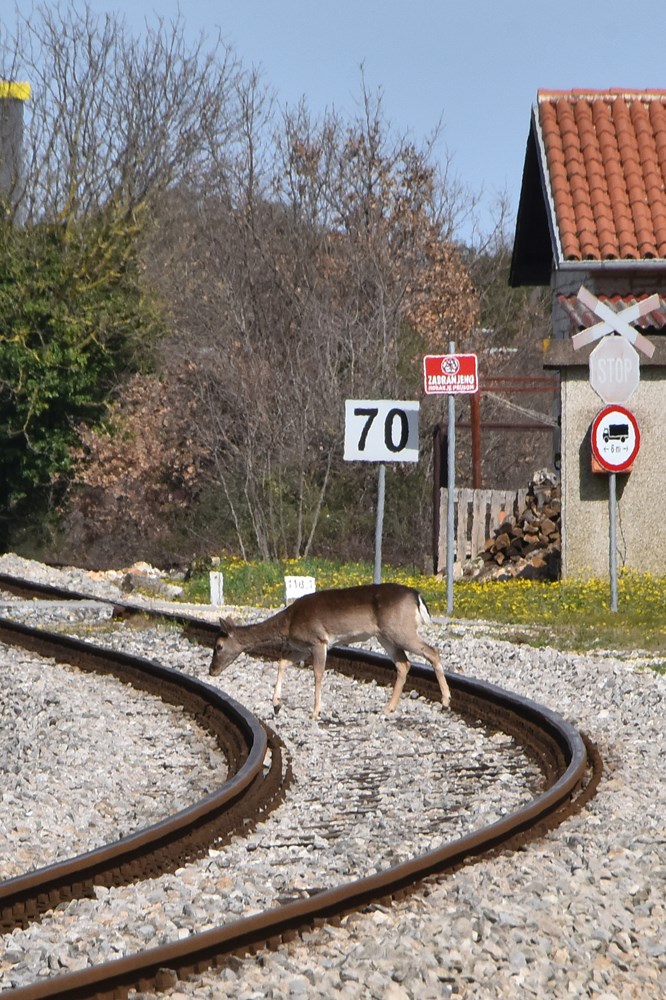 Samo minutu prije prolaska vlaka, srne prešle prugu u Šijani (snimio Duško MARUŠIĆ ČIČI)